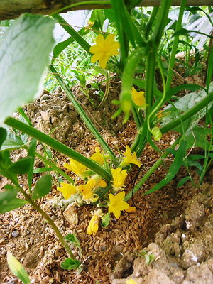● キュウリの花がオスばかりだよ