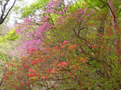 ヤマツツジとアケボノツツジ。