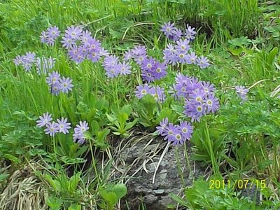 ハクサンコザクラ