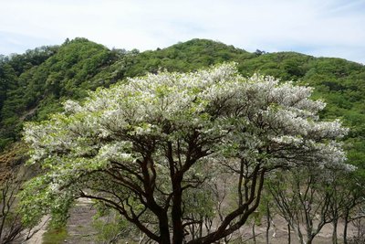 DSC02312.JPG (340.59 KiB) 閲覧された回数 6601 回 満開のシロヤシオの木(中峠付近)