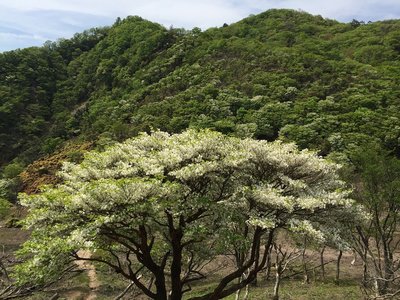 シロヤシオ＠中峠