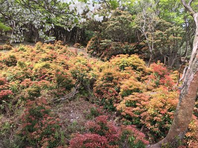 IMG_6134.jpg (565.73 KiB) 閲覧された回数 30932 回 アセビ@水晶岳