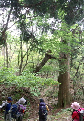 千種街道の神杉、大枝が折れ落ちてた