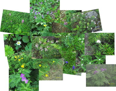 飯豊で見かけた花々他にもまだまだ