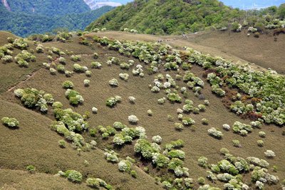 子羊さんのアップ