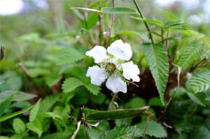 キュウリでもスイカでもないのは分かるのよ・・・（涙）