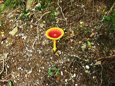 ● キレイなキノコちゃんだコト、コレは食べられるの？