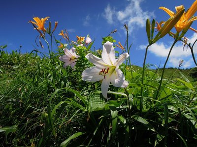 ササユリとニッコウキスゲ.jpg (297.83 KiB) 閲覧された回数 10869 回 いつ見ても美しい花たち