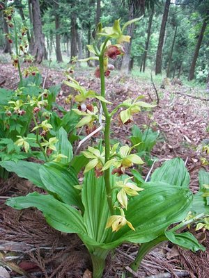 くま鈴をつけておさるちゃんに会いに