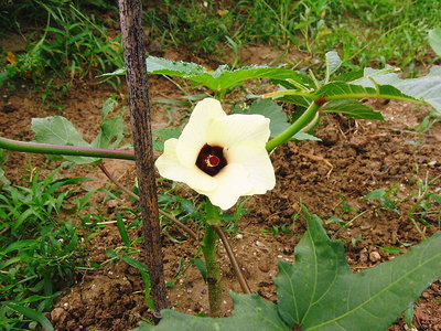 ● オクラ蓮華花、いい花ですね