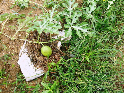 ● 瓜かなの実だよ、これでもスイカかな