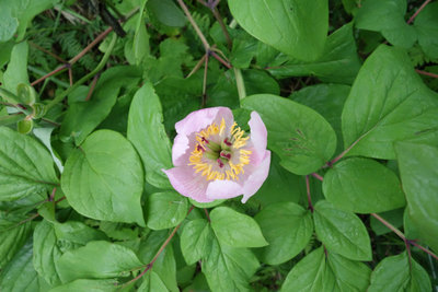 DSC01040.jpg (355.13 KiB) 閲覧された回数 5261 回 紅花山芍薬1