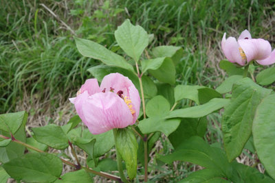 DSC01043.jpg (365.25 KiB) 閲覧された回数 5261 回 紅花山芍薬2