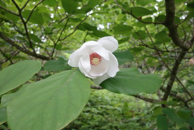 DSC01069.jpg (331.93 KiB) 閲覧された回数 5254 回 大峯の天女 おおやまれんげ