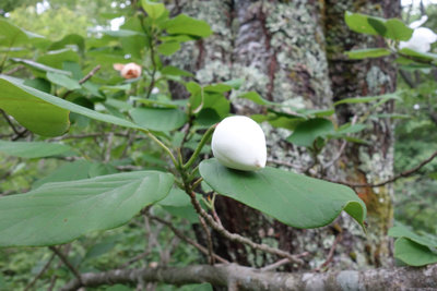 DSC01068.jpg (351.16 KiB) 閲覧された回数 5261 回 おおやまれんげの蕾