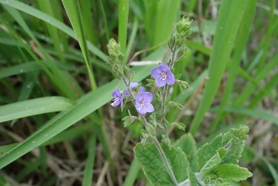 これは何の花でしょう