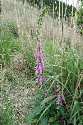 ジギタリス？　観音平で