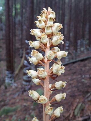 ６月５日　某所で撮影