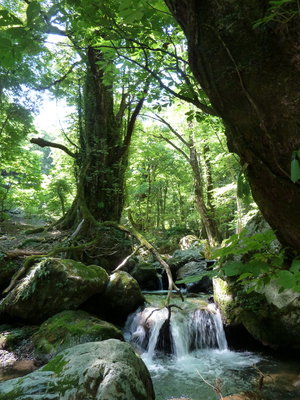 見た目も涼しげ