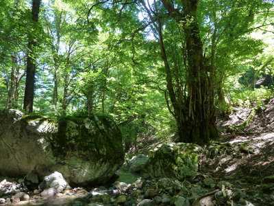 大カツラと大岩