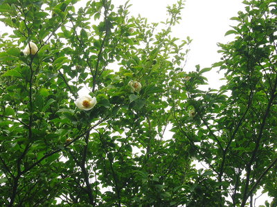 ● 夏椿が豊作だ、イッパイ蕾みつけてるよ