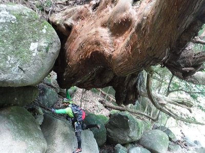 巨木を片手で支える力持ち