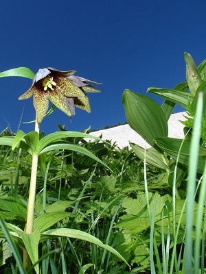 クロユリと青空