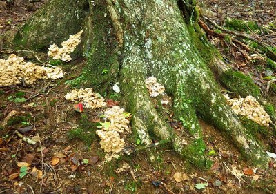 浴びて、流れてぇ・・・。