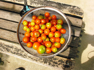 ● 毎朝こんなにも採れるんだよ。ジャム、焼きトマで命つないでるんだ。ナスビきゅうりが不作だワン