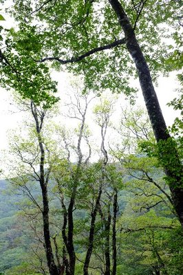 夏の新緑だね・・・