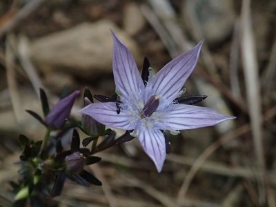 resizePA226311.jpg (112.13 KiB) 閲覧された回数 24076 回 和歌山県にて