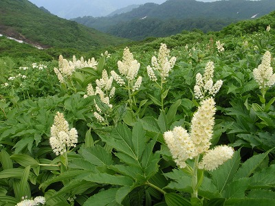 お花松原のコバイケイソウ
