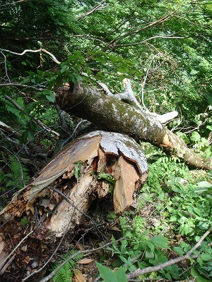 岩間道を塞ぐ倒木