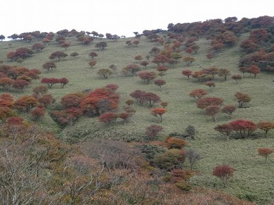 中道側から見る放牧場