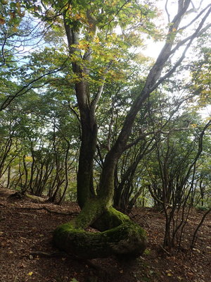 アナコンダの木