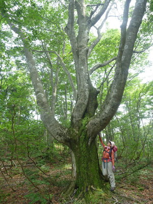 大ブナ