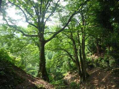 トチのツインズ