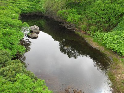 この池にも ♪ はいたやろか～