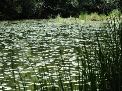 ジュンサイ？！