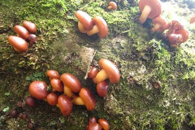 21.jpg (95.86 KiB) 閲覧された回数 13636 回 第一ナメコ発見!