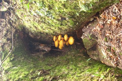 31.jpg (181.98 KiB) 閲覧された回数 14176 回 ヌメリスギタケ