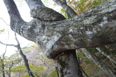 71.jpg (71.91 KiB) 閲覧された回数 14174 回 木組みの木