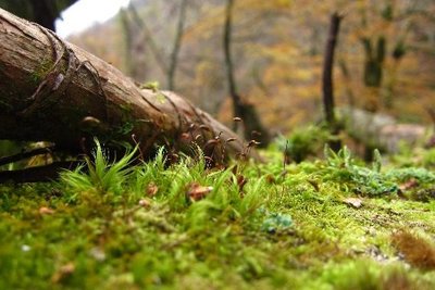 81.jpg (60.14 KiB) 閲覧された回数 14181 回 小さくてかわいい世界