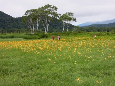 ニッコウキスゲの群生.jpg (291.1 KiB) 閲覧された回数 4512 回 群生地が見えてきた