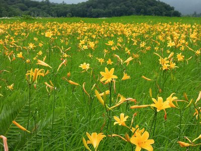 花で一杯.jpg (298.29 KiB) 閲覧された回数 4510 回 満開のニッコウキスゲ