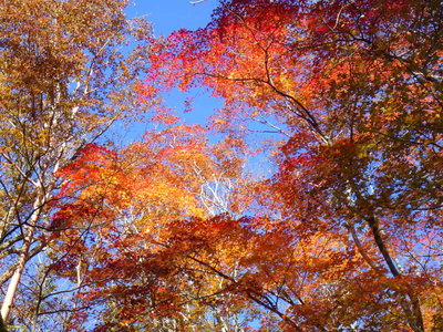 太古の森は綺麗だよ～
