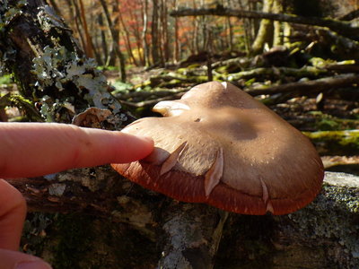 自然乾燥シイタケ