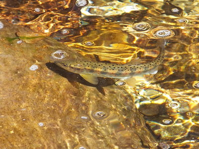 太古の森はお魚天国