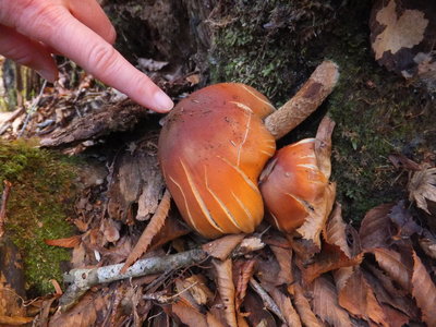巨大クリタケは朽ちかけ！惜しい！