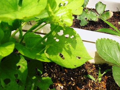 ● カマきりがバッタを食ってるよ、畑の見方だな